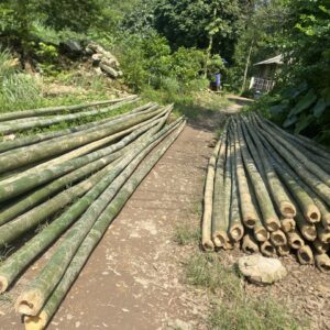 Bán Cây Tre Luồng Dài 6-12m