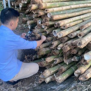 Cọc tre 1.5m gốc hàng chọn