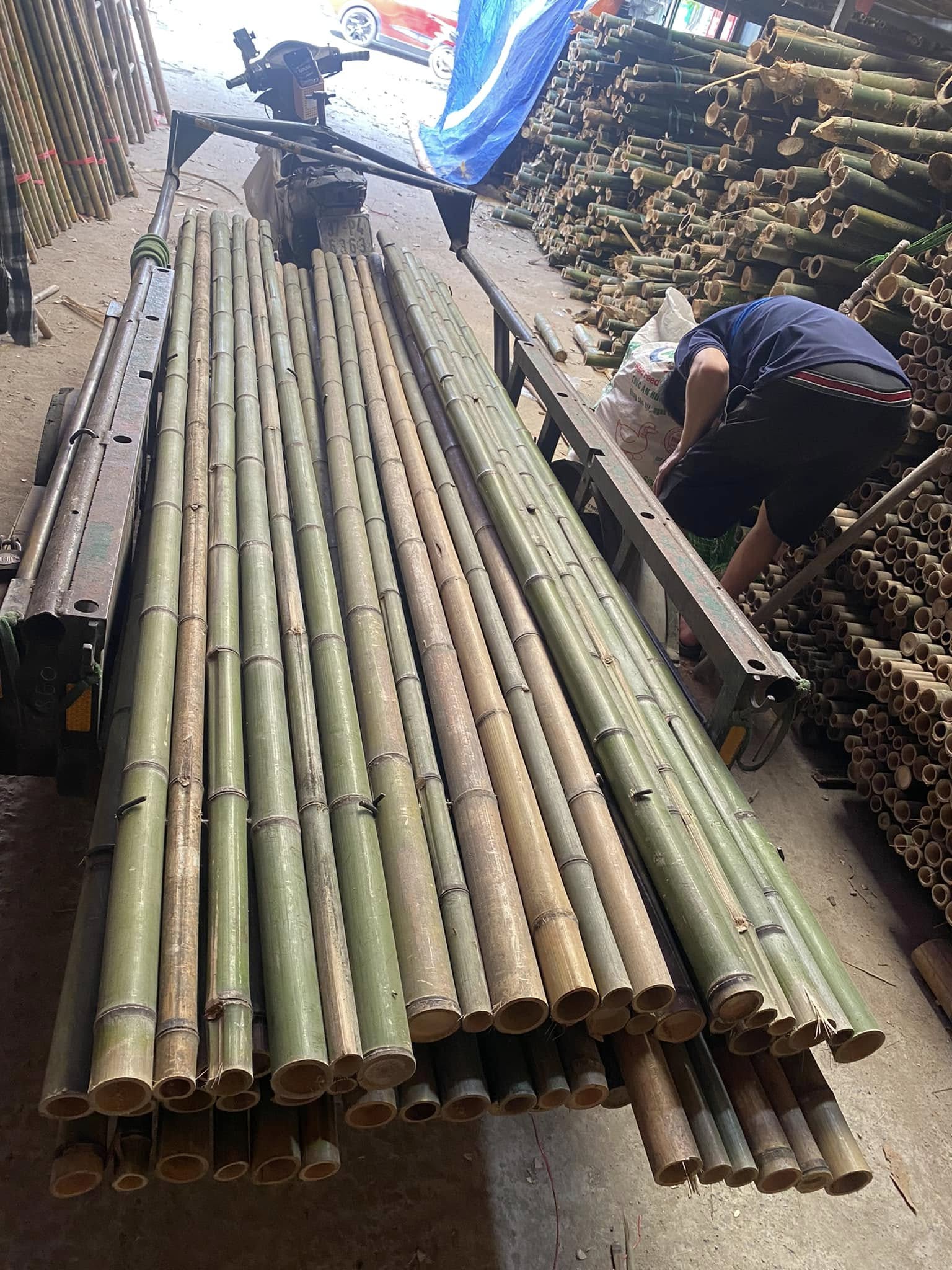 sap-tre-xay-dung (1)