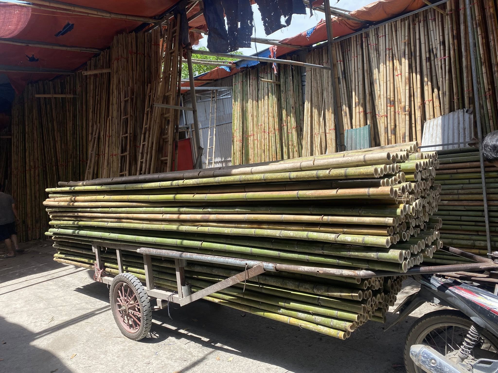 sap-tre-xay-dung (2)