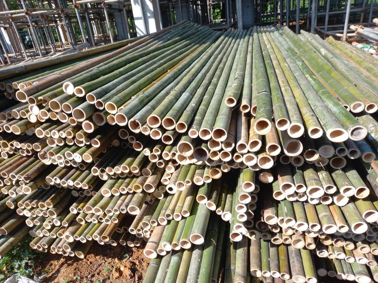 sap-tre-xay-dung (3)